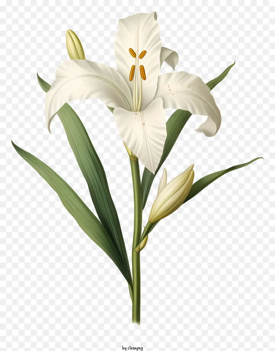 Beyaz çiçek，Uzun Yaprakları PNG