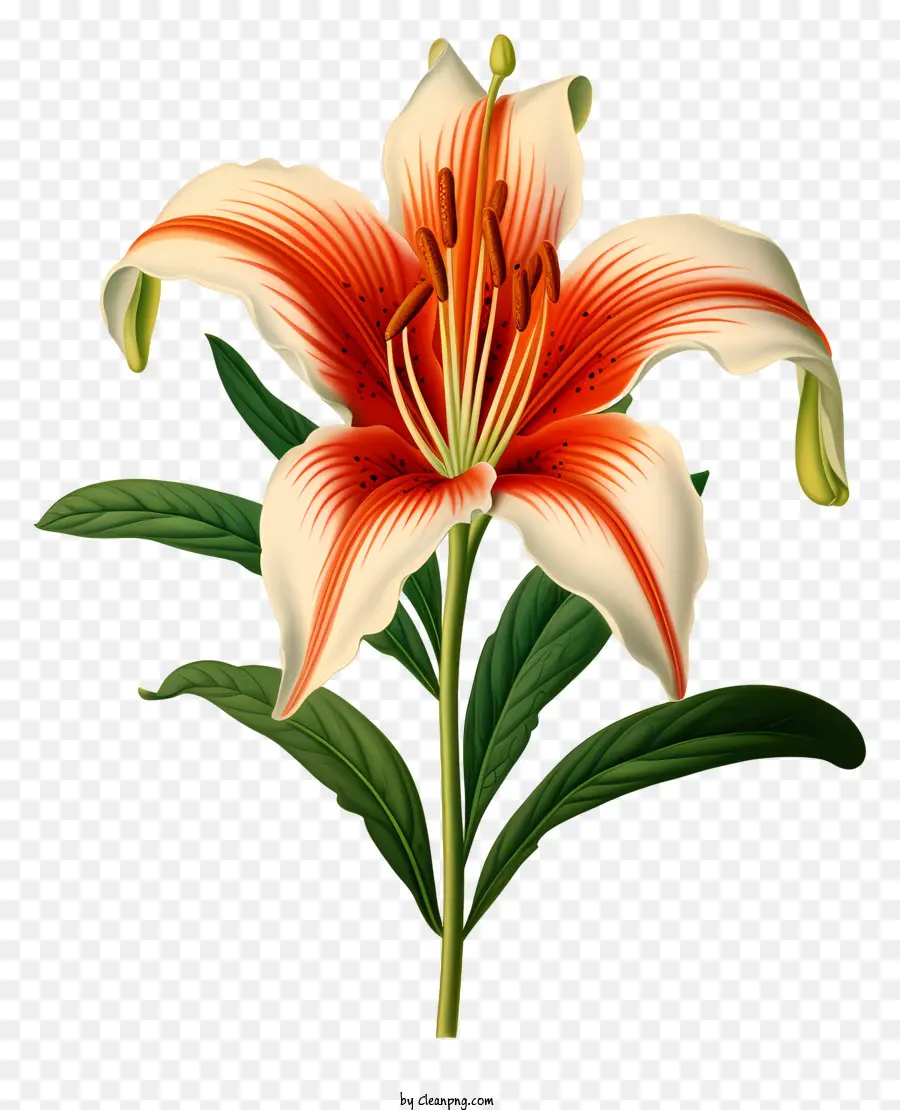 Zambak，çiçek PNG
