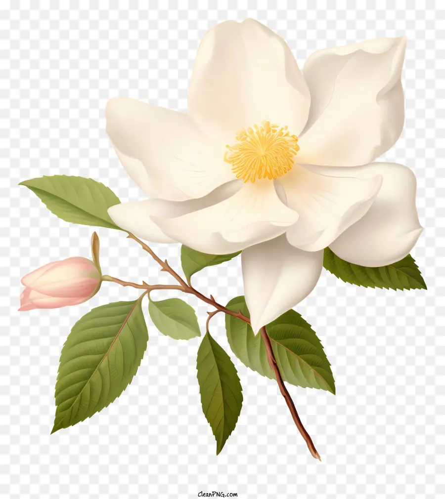 Beyaz çiçek，Pembe Tomurcukları PNG