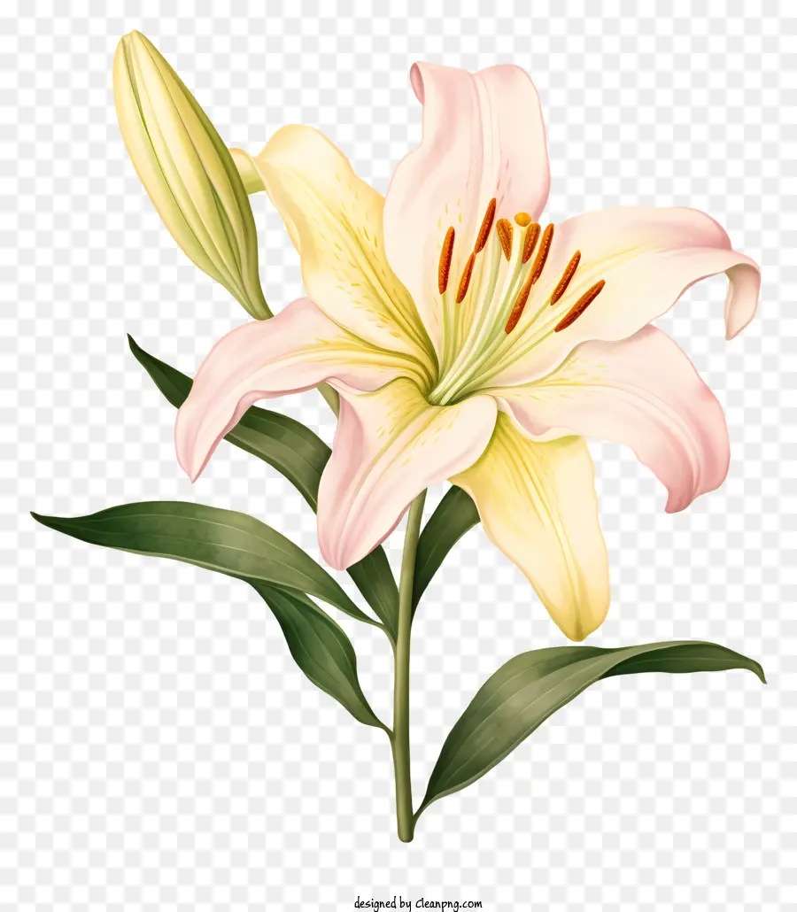 Beyaz Zambak，çiçek PNG