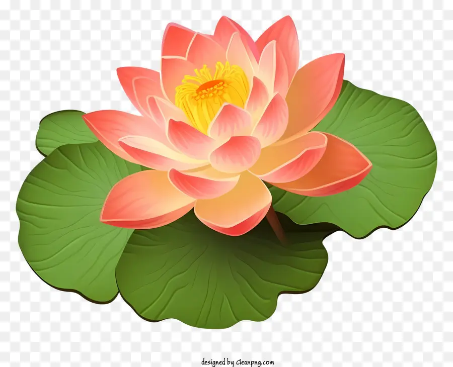 Nilüfer çiçeği，Pembe Lotus PNG