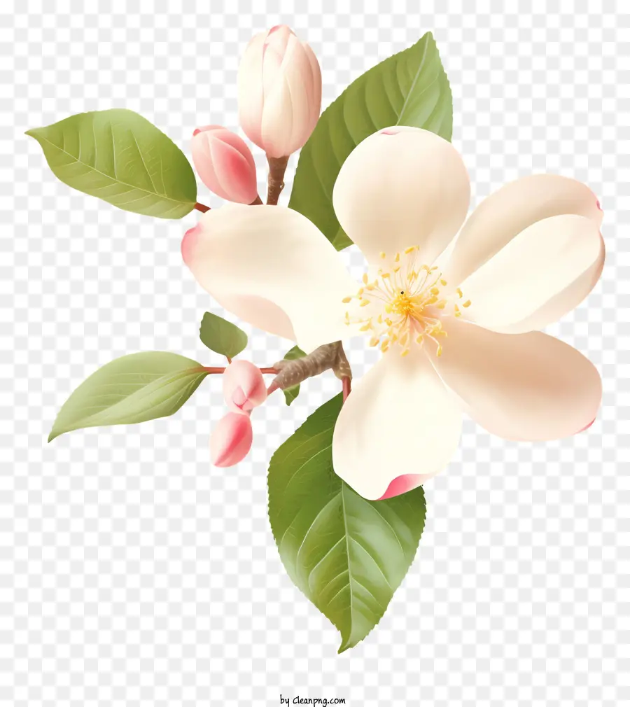 çiçek，Beyaz PNG