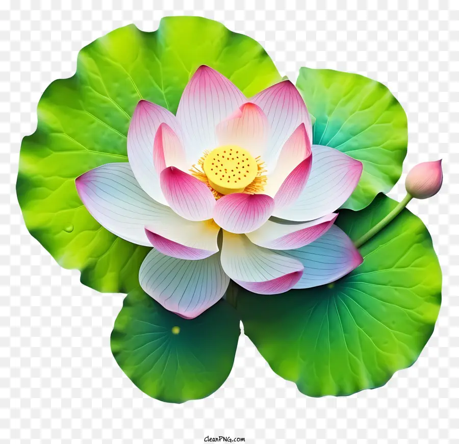 Nilüfer çiçeği，Pembe Lotus Çiçeği PNG