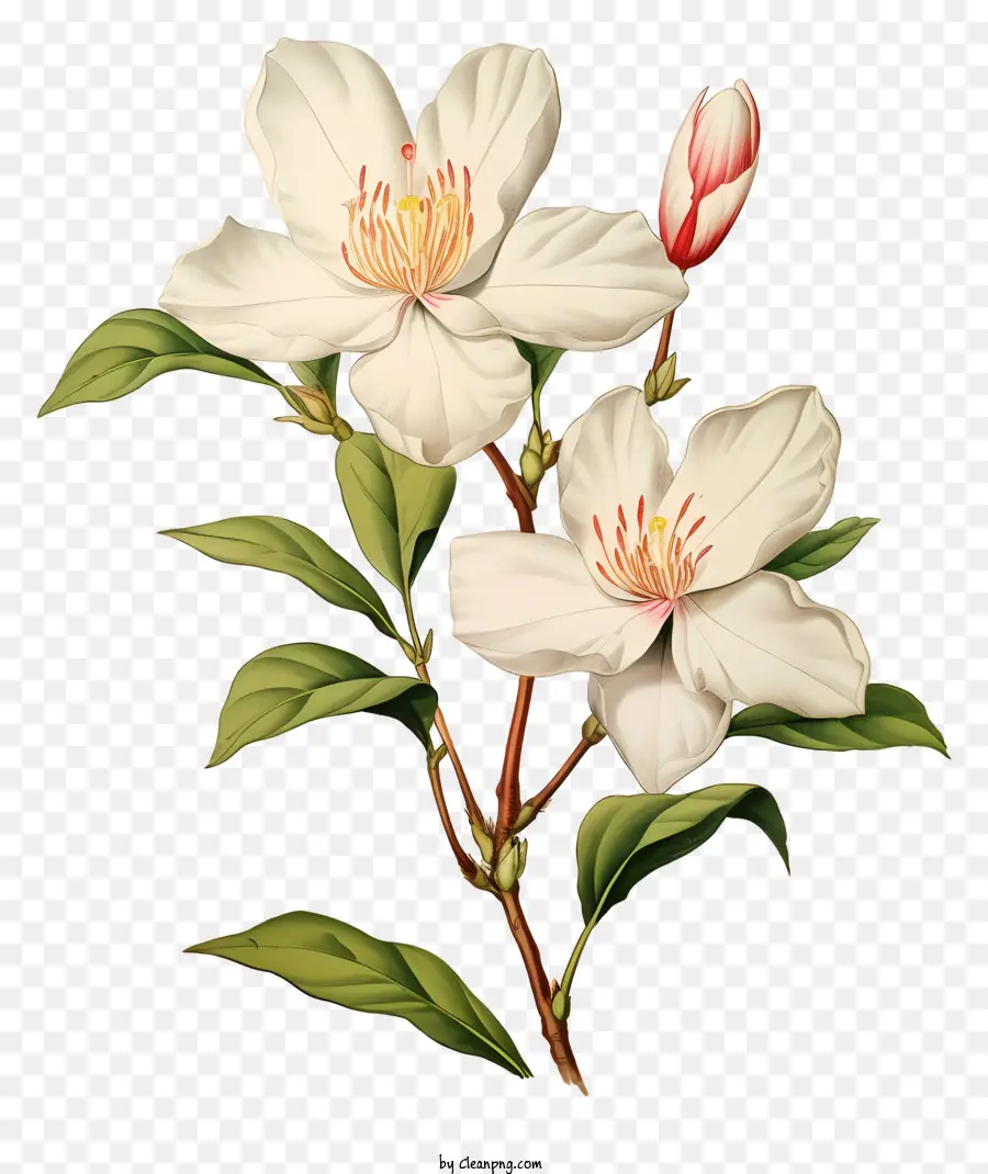 Beyaz çiçek，Kırmızı Ve Sarı Merkez PNG