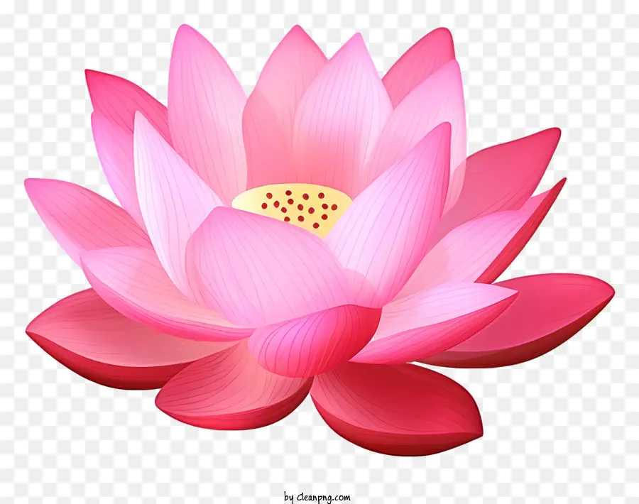 Pembe Lotus Çiçeği，Sarı Merkez PNG