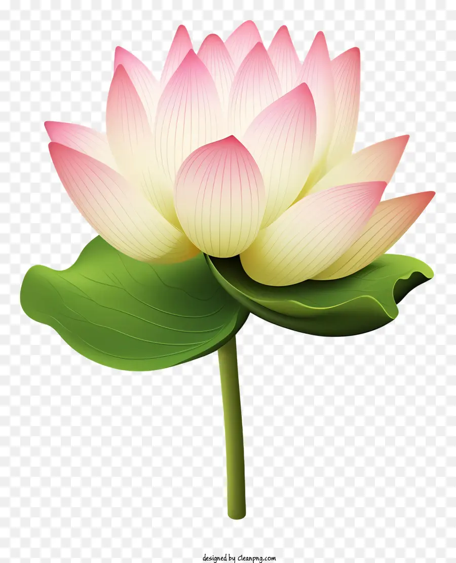Beyaz Lotus çiçeği，Pembe Yaprakları PNG