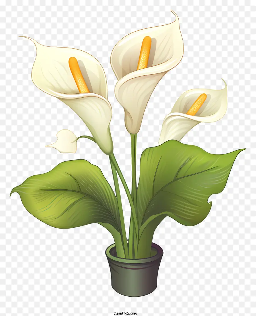Calla Lily，Beyaz çiçekler PNG