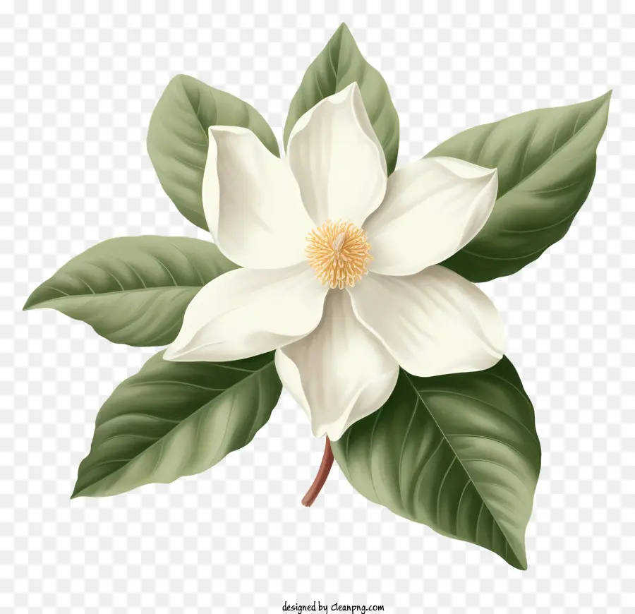 Beyaz çiçek，Yeşil Yapraklar PNG