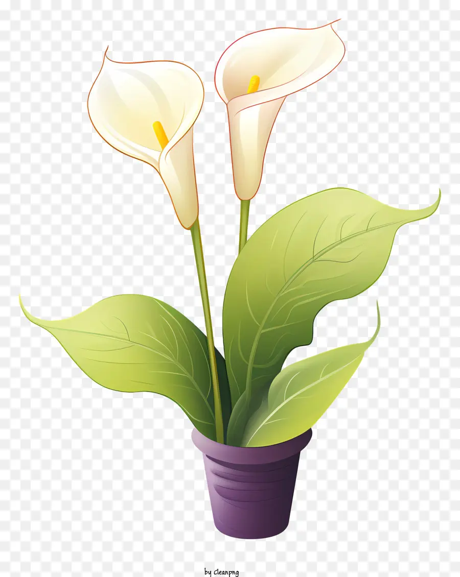 Saksı Calla Zambak，Beyaz çiçekler PNG