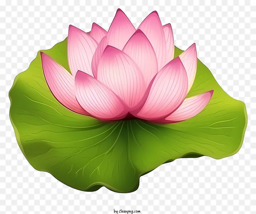 Lotus çiçeği，Güzel PNG