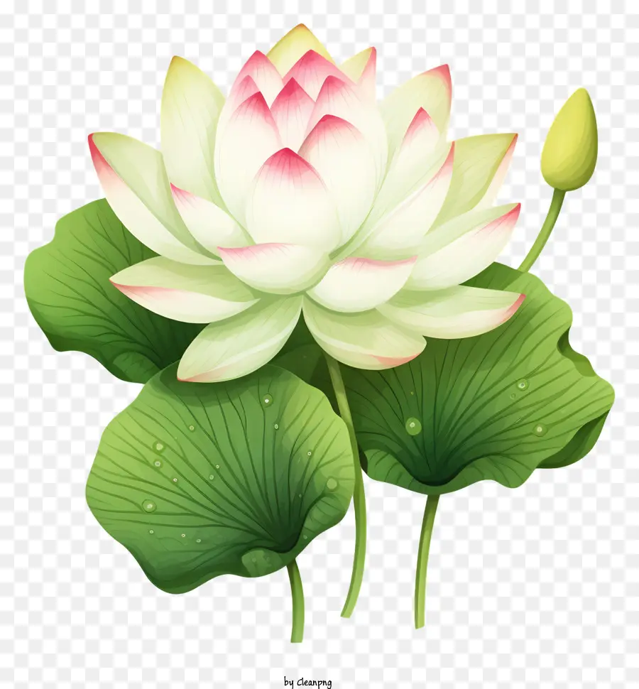 Beyaz Lotus çiçeği，Pembe Lotus Çiçeği PNG