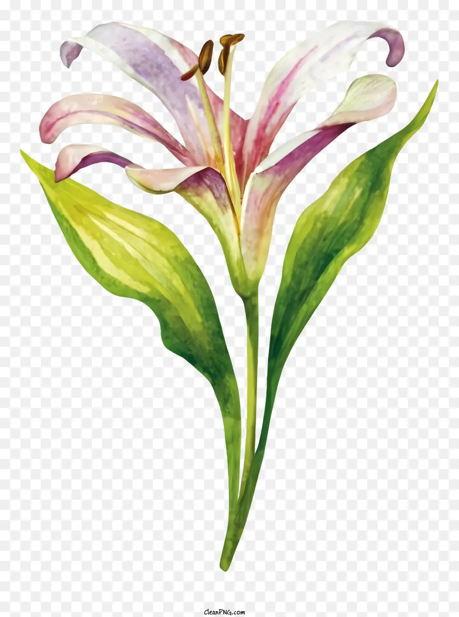 Suluboya Resim，Pembe Lily PNG