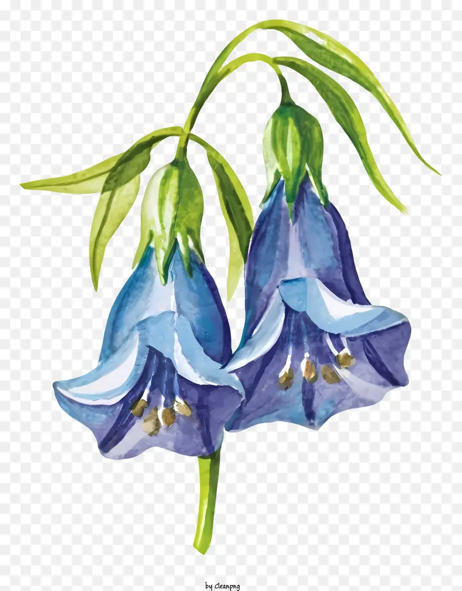 Mavi çan çiçeği，Yaprakları PNG
