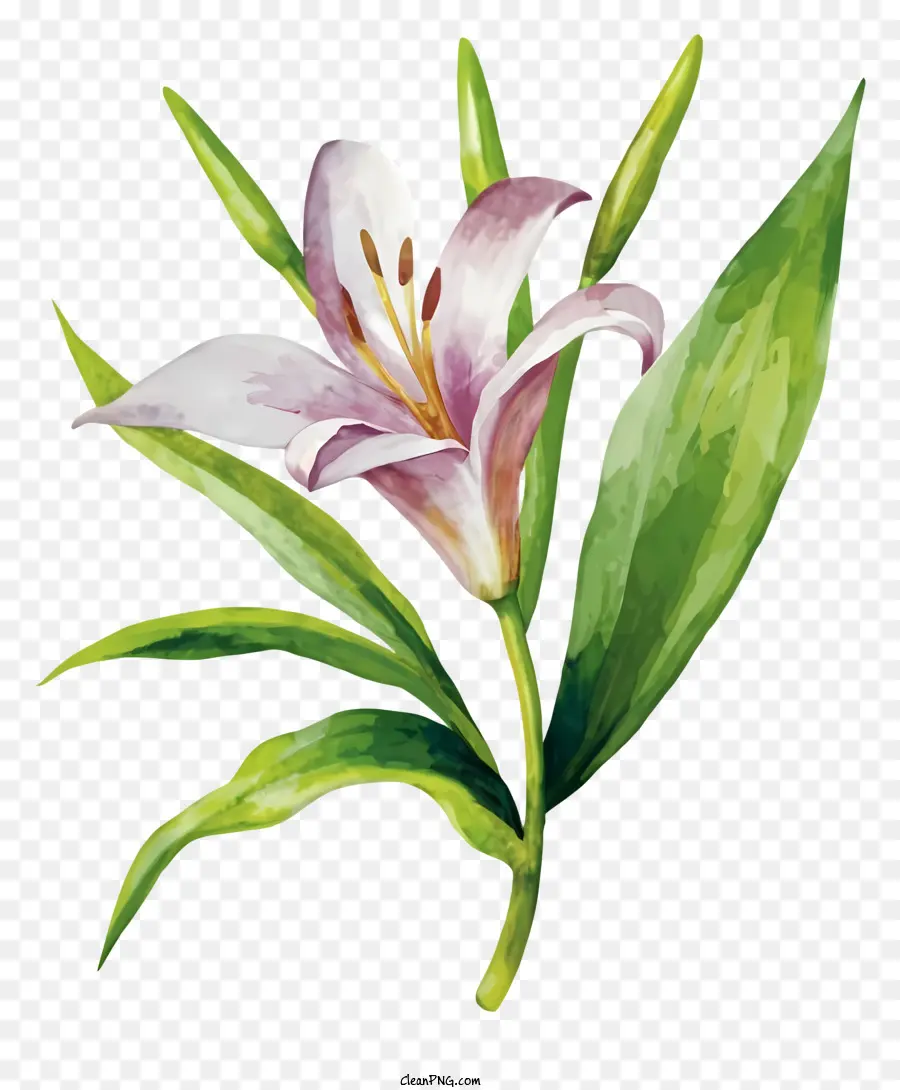 Pembe Suluboya，çiçek Sanat PNG
