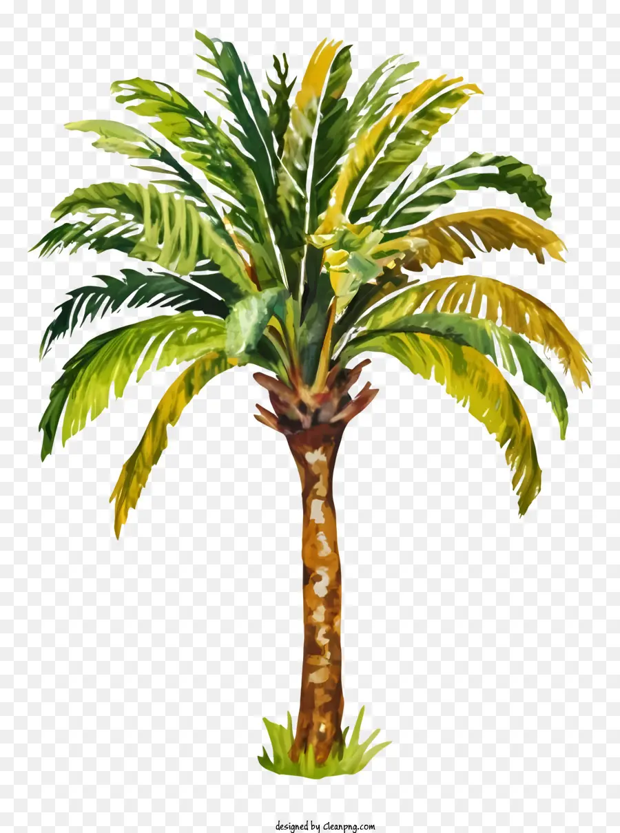 Palmiye Ağacı，Yapraklar PNG