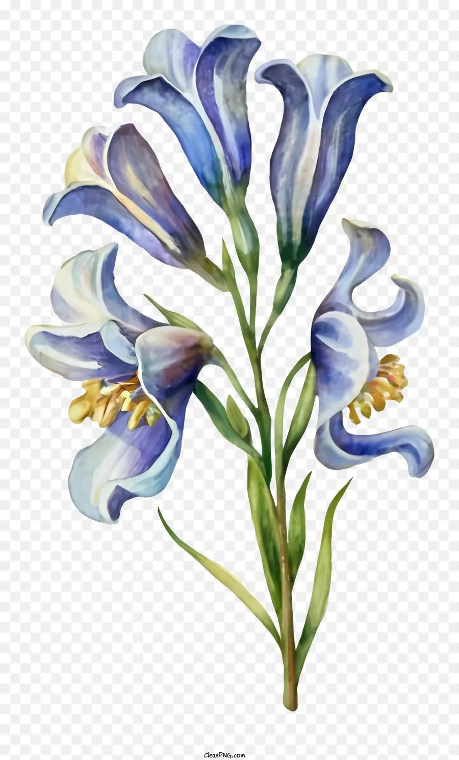 Suluboya Resim，Mavi çiçek PNG