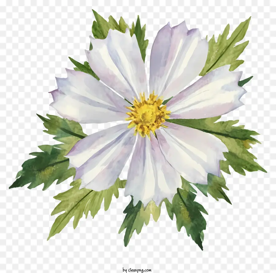 Suluboya Resim，Beyaz çiçek PNG