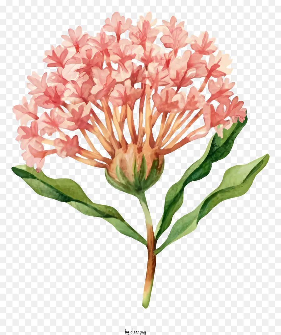Pembe Kır çiçekleri，Suluboya Resim PNG