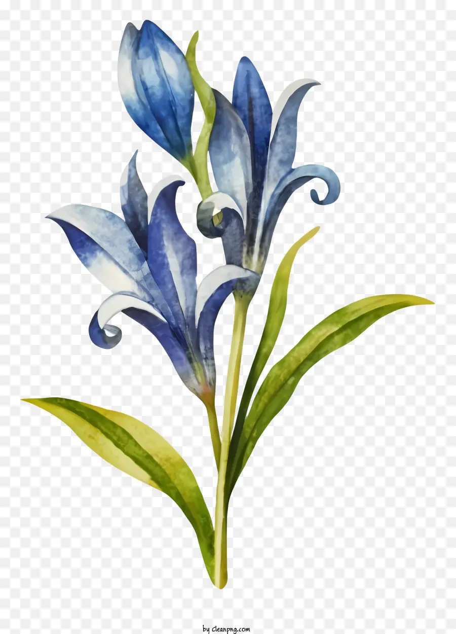 Suluboya Resim，Mavi çiçek PNG