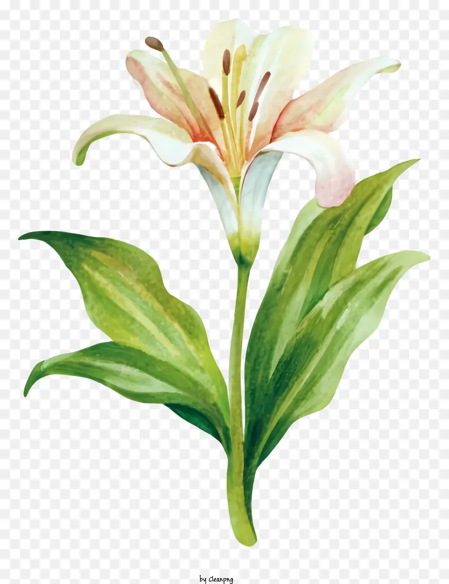 Pembe Zambak Boyama，Çiçek Sanat PNG
