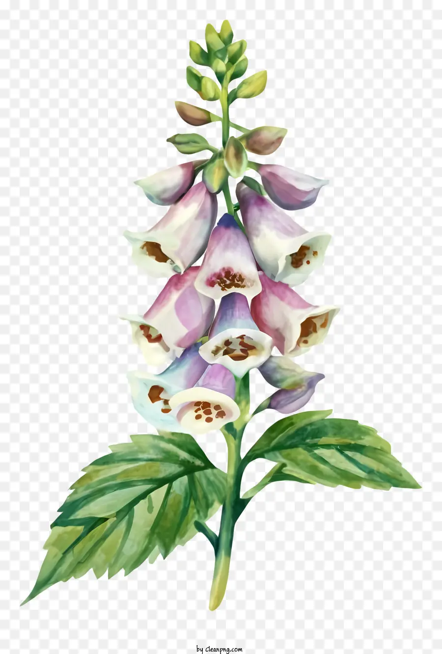 Suluboya Resim，Hollyhock çiçeği PNG
