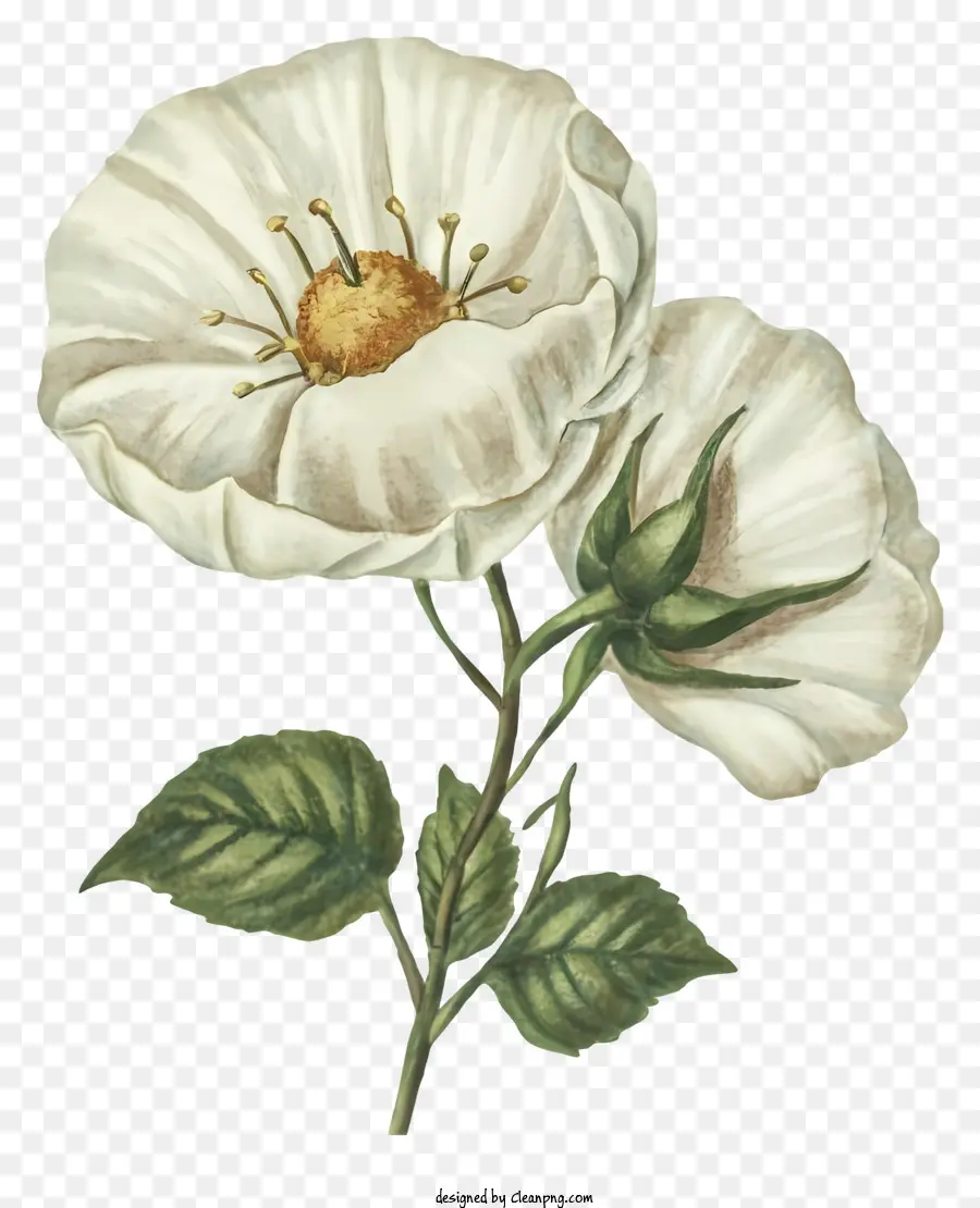 Beyaz çiçek，Siyah Arka Plan PNG