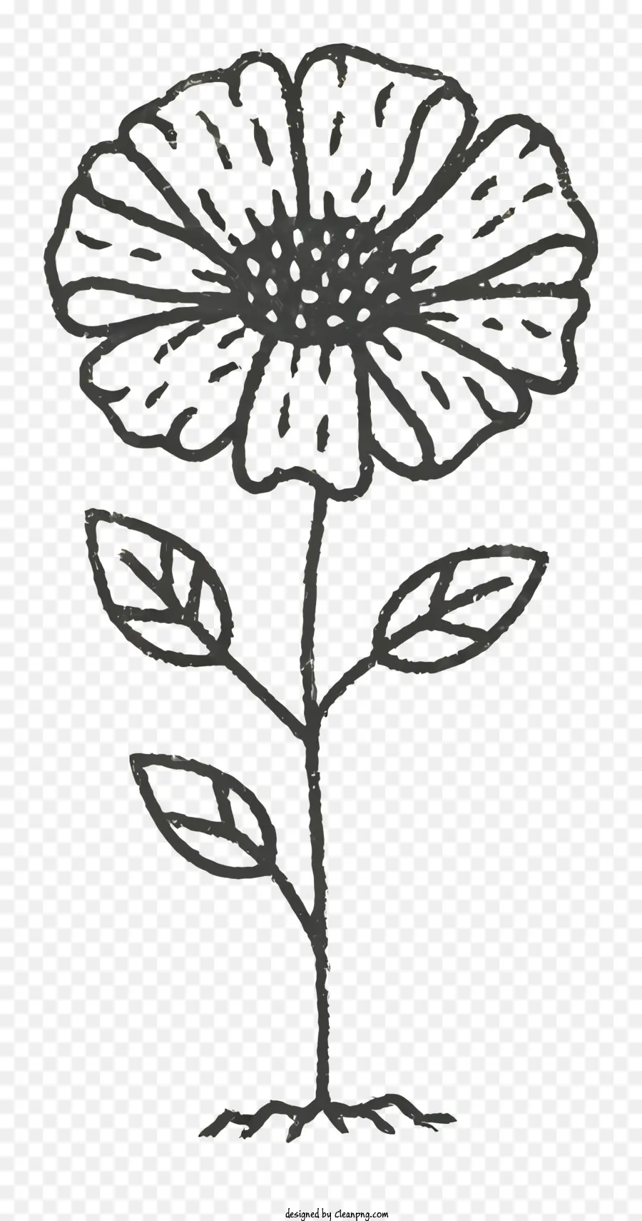 çizgi çizimi，Siyah Ve Beyaz Çiçek PNG
