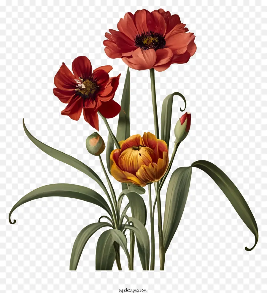 Kırmızı Ve Sarı çiçek，Portakal çiçeği PNG