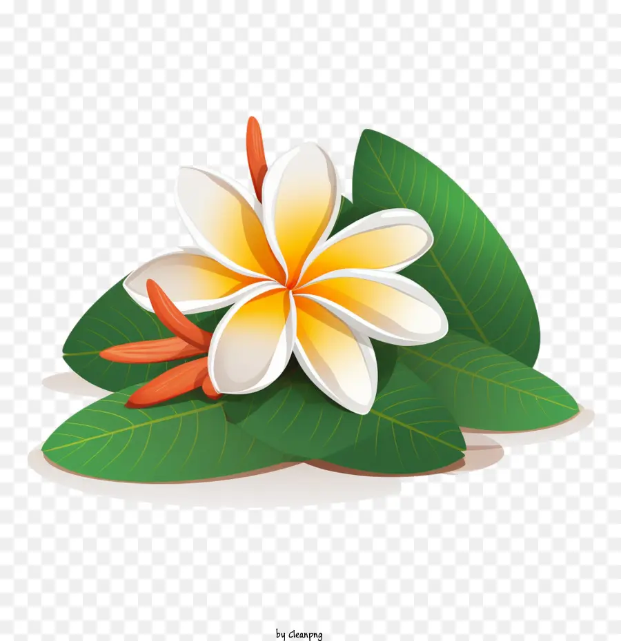 Plumeria çiçek，çiçek PNG