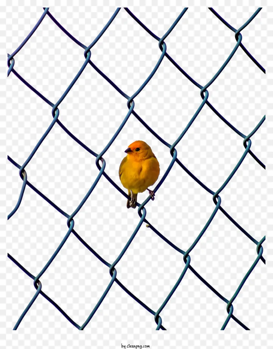 Sarı Kuş，Zincir Bağlantı çit PNG