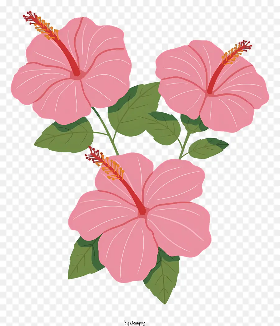 Pembe Hibiscus çiçek，Heartshaped Yaprakları PNG