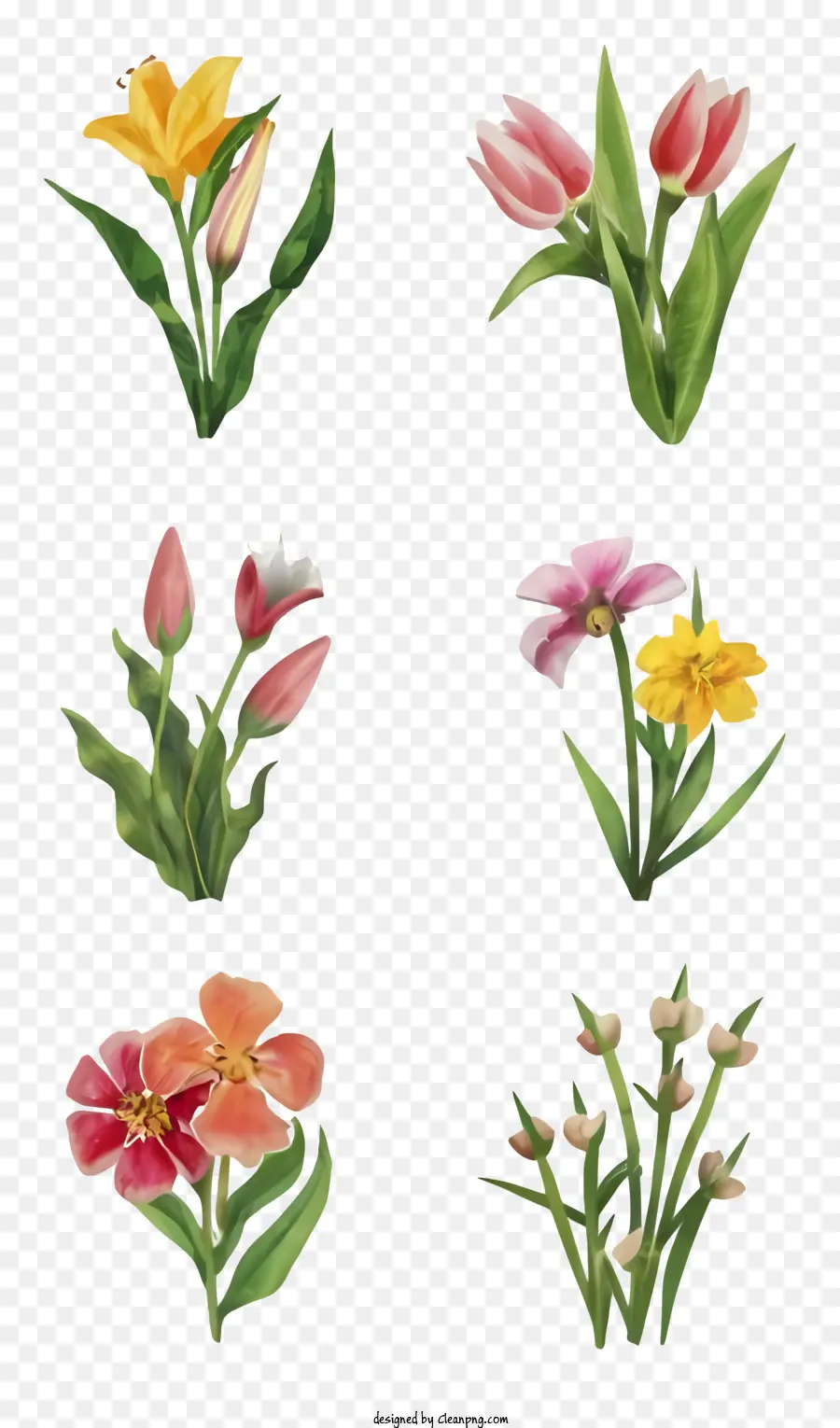 Suluboya çiçek，Pembe Laleler PNG