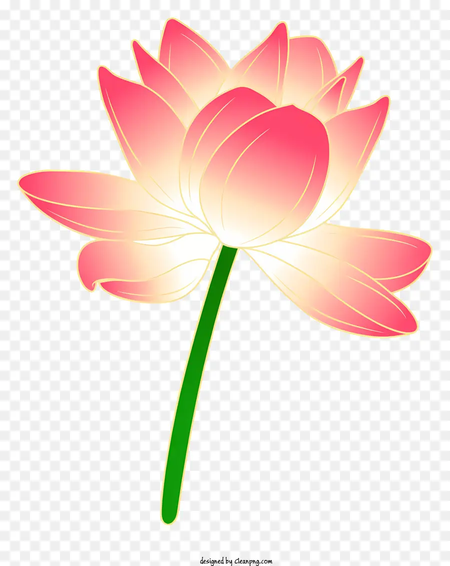 Lotus çiçeği，Pembe Lotus PNG