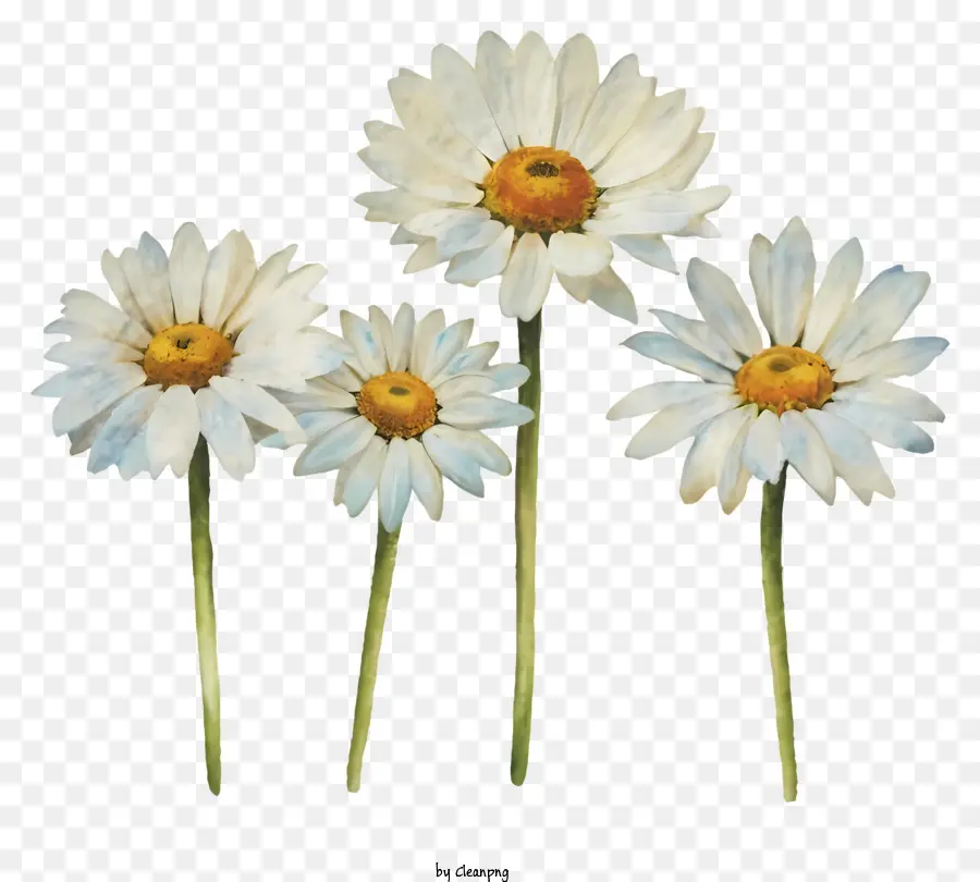 Siyah Ve Beyaz Fotoğraf，Sarı Merkez Çiçekler PNG