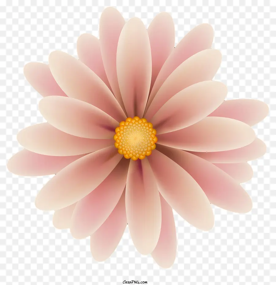 Pembe Daisy，çiçek PNG