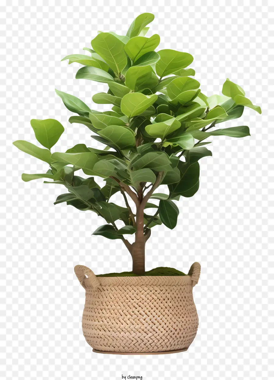 Ficus Ağacı，Saksı Bitkisi PNG