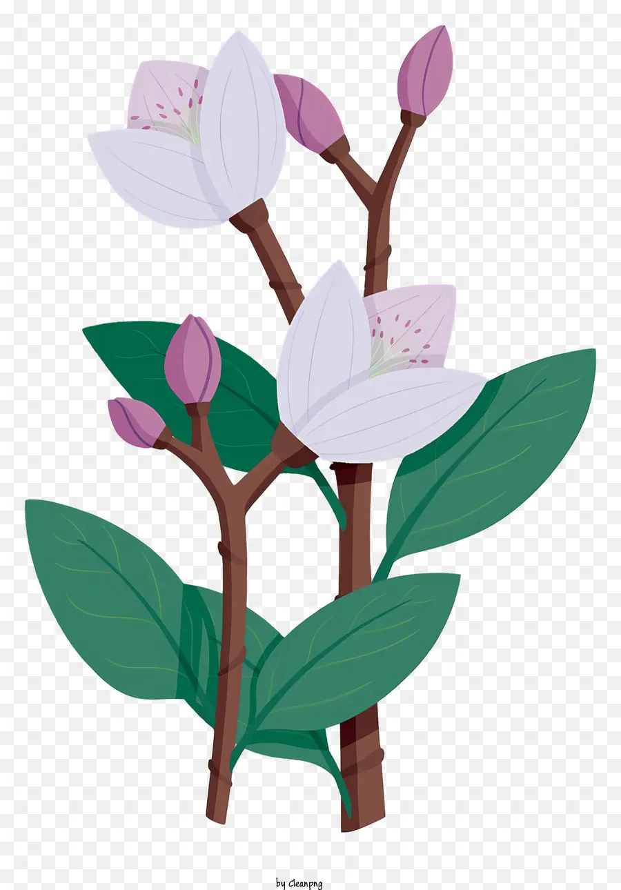 Beyaz çiçek Bitkisi，Yeşil Kök Ve Yapraklar PNG