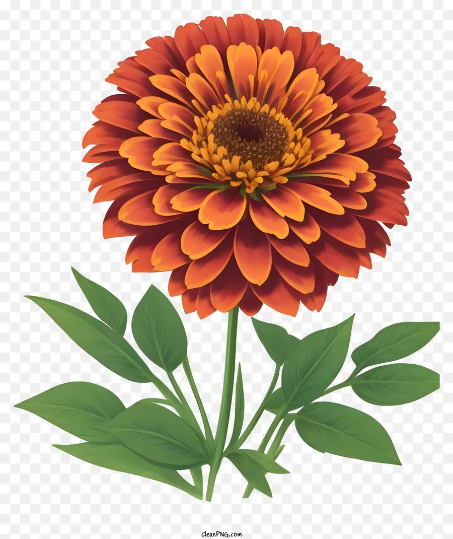Turuncu Zinnia çiçeği，Siyah Arka Plan PNG