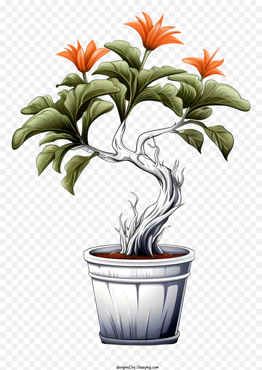 Bonsai Bitkisi，Saksı Bitkisi PNG