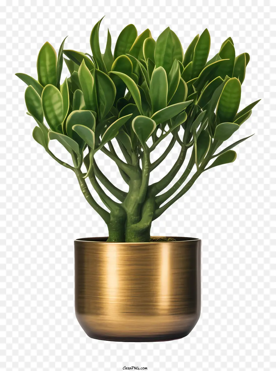 Ficus Ağacı，Bitki PNG