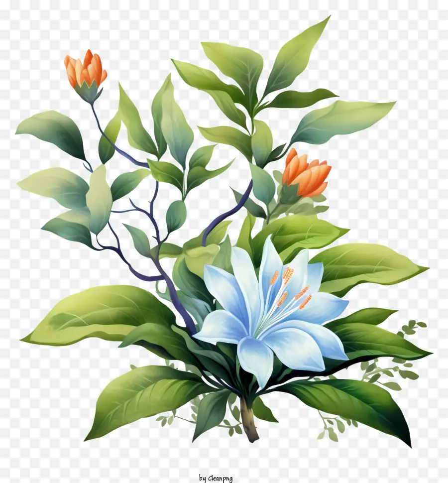Mavi Lily，Renkli çiçek PNG