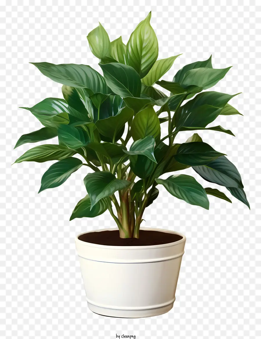 Büyük Saksı Bitki，Yeşil Yaprakları PNG