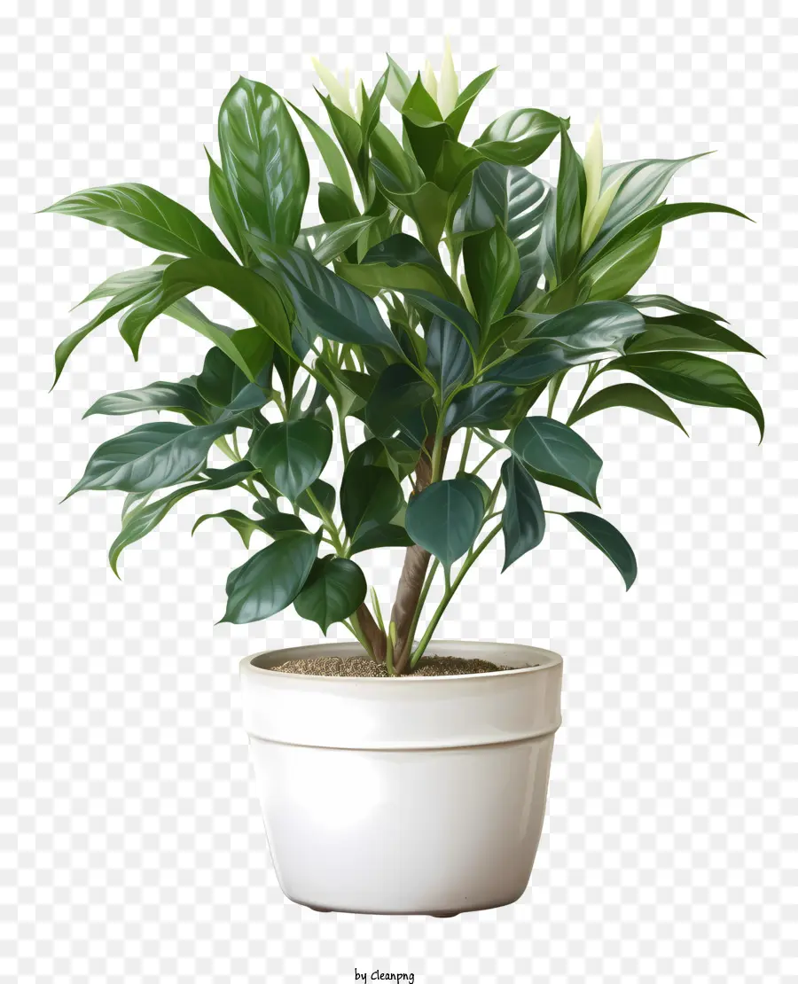 Beyaz Saksı Bitki，Yeşil Yaprakları PNG