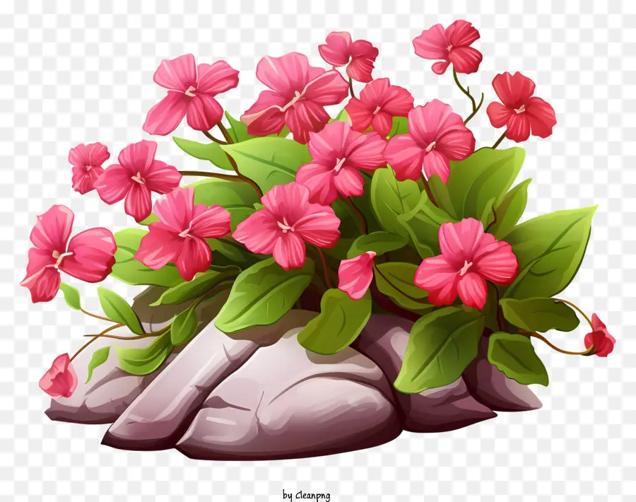 Pembe çiçek，Taş Kaya PNG