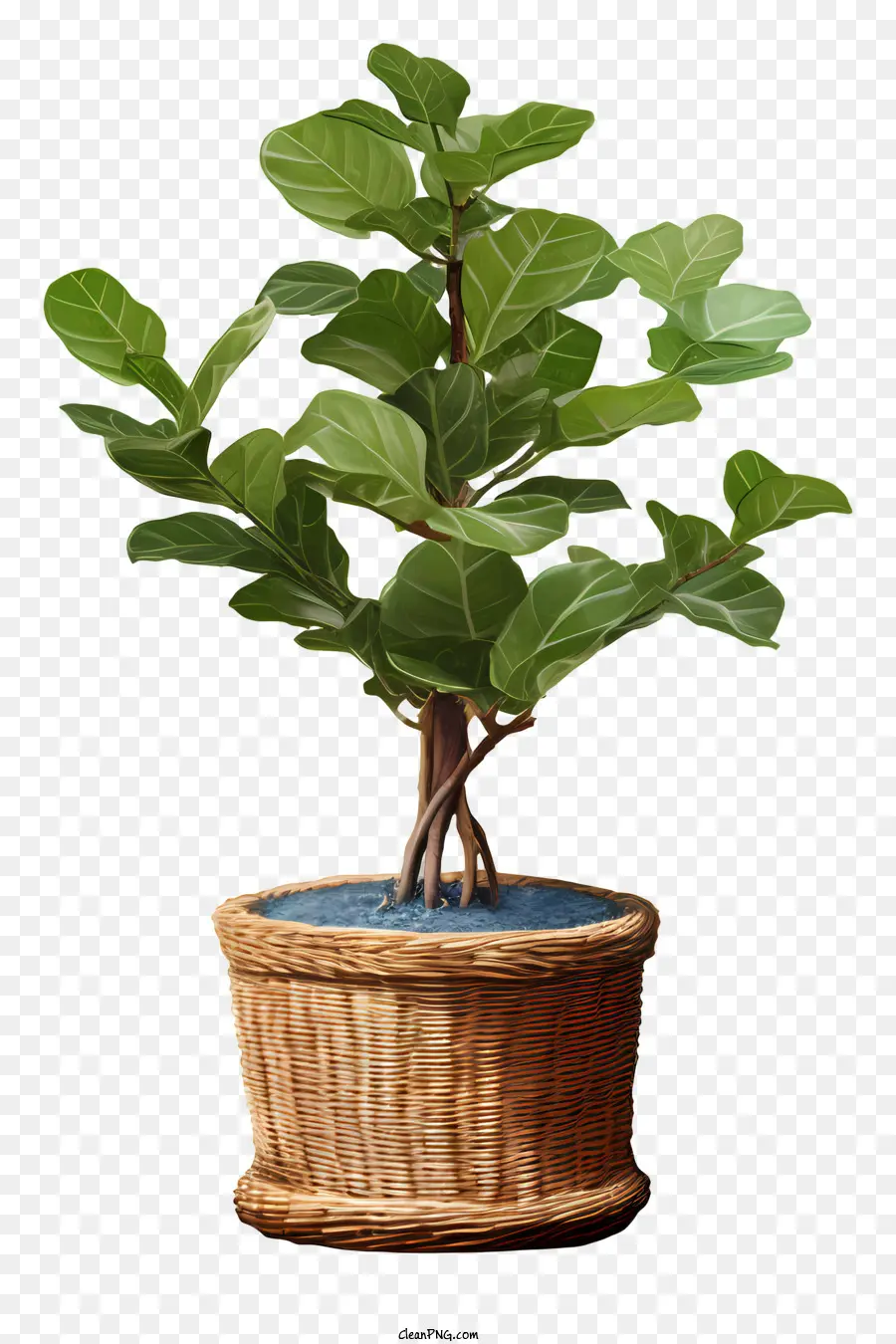 Ficus Ağacı，Saksı Bitkisi PNG