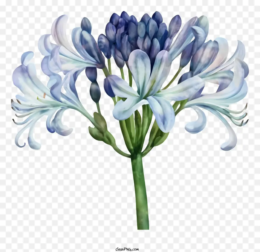 Mavi çiçek，Sümbül PNG