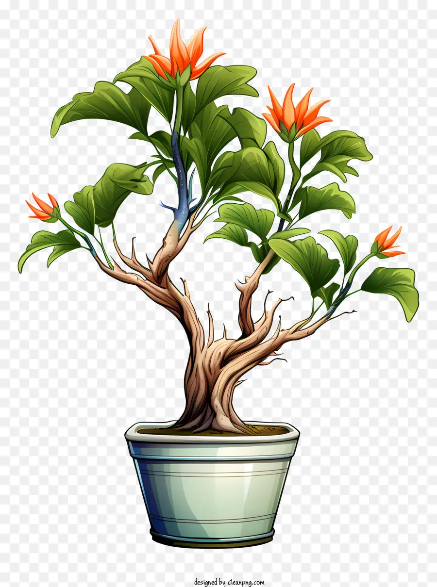 Bonsai Ağacı，Ot PNG