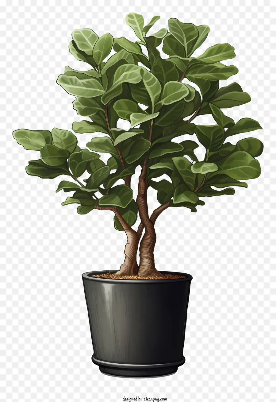 Ficus Ağacı，Siyah Pot PNG