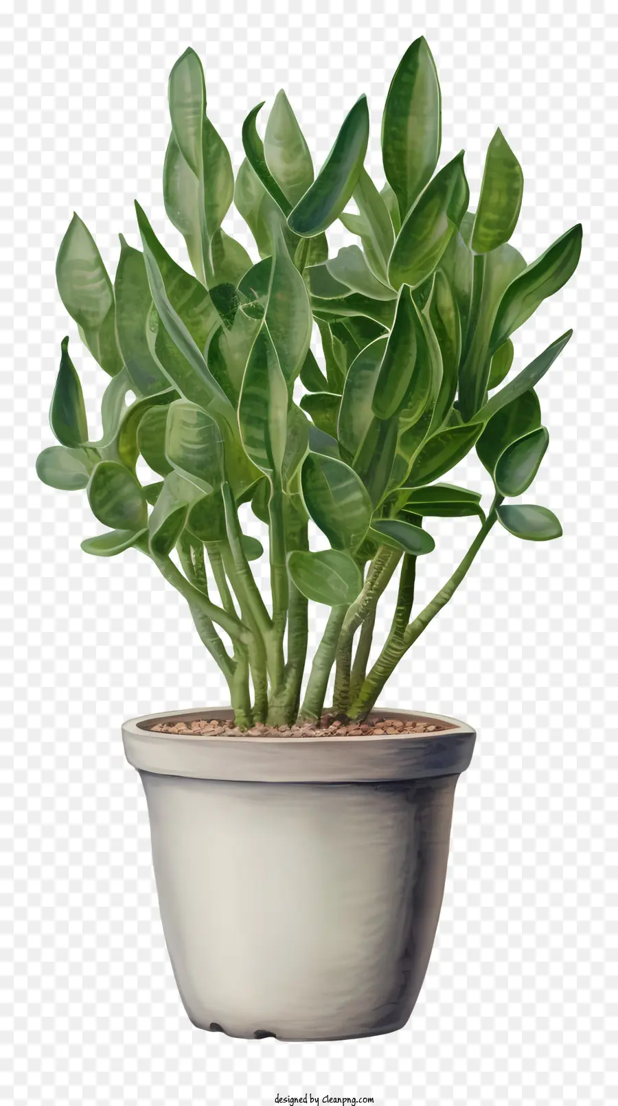 Küçük Bitki，Yeşil Yaprakları PNG