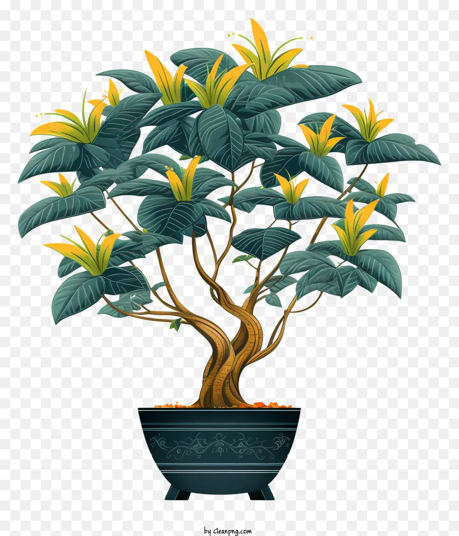 Bonsai Ağacı，Saksı PNG